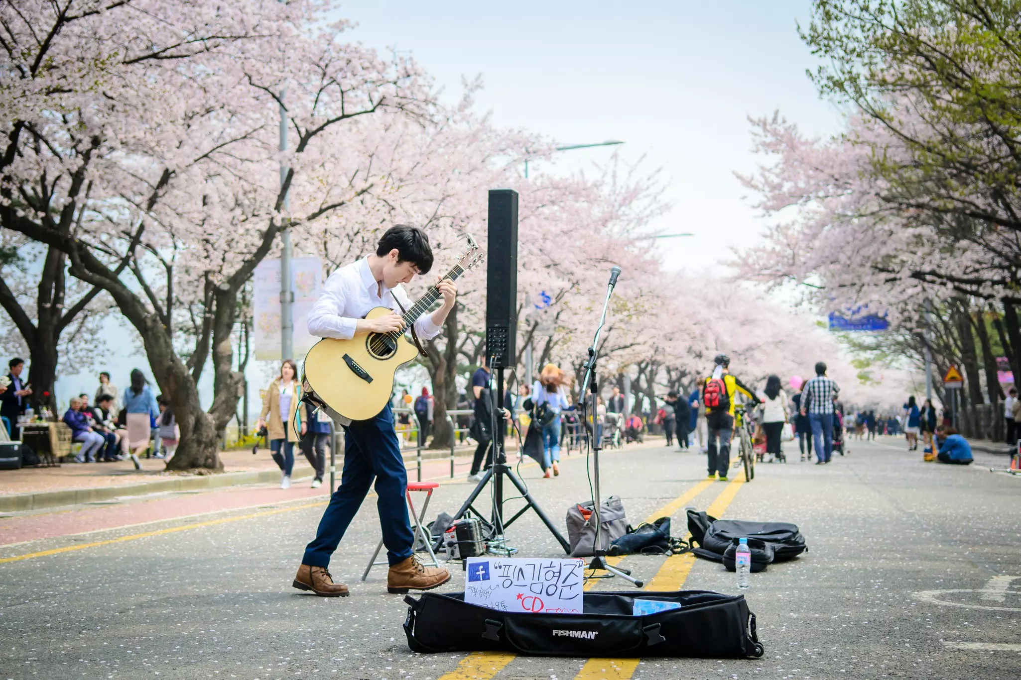 People walk through a park covered in pink cherry blossom while a street performer plays guitar.