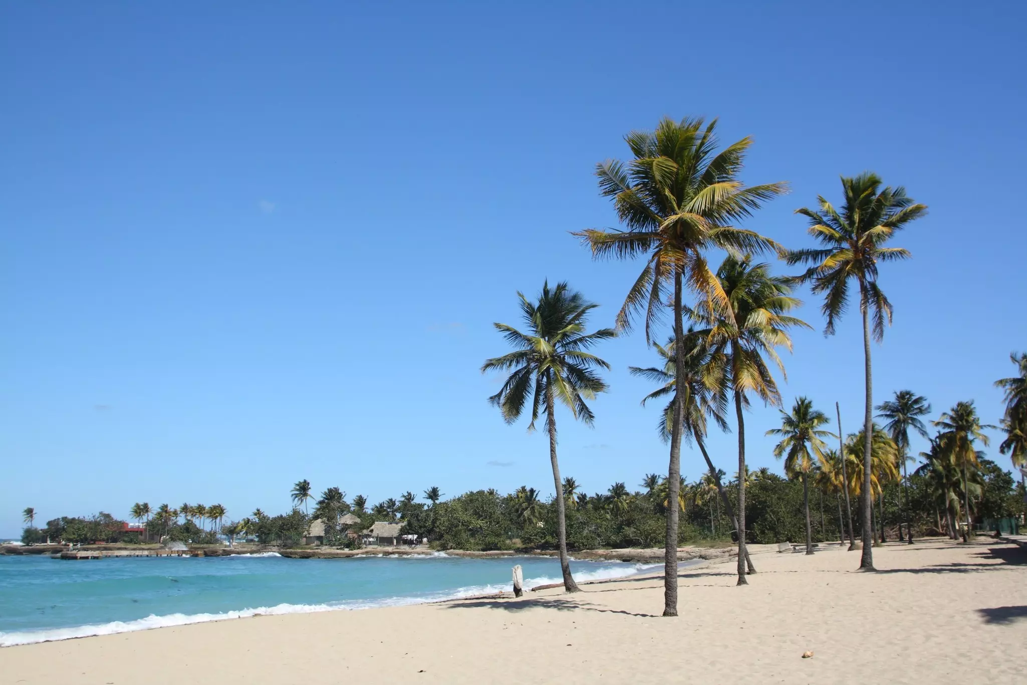 A sandy seashore dotted with palm trees under a blue sky