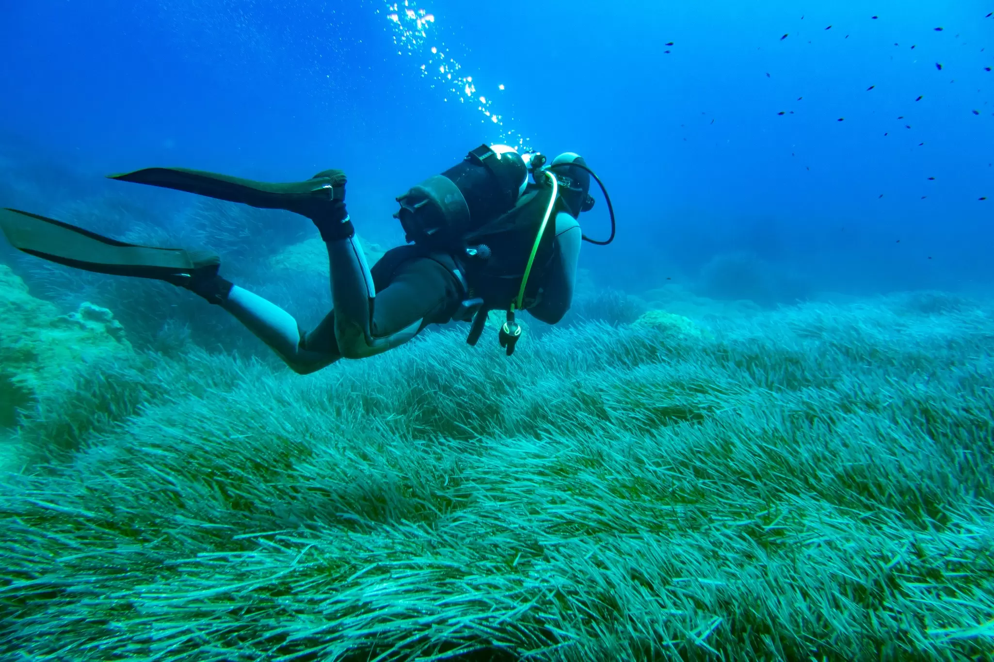 A scuba diver floats responsibly above seagrass that covers the ocean floor in Greece.