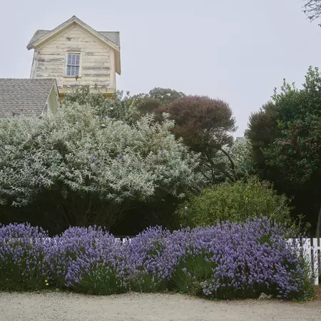 A flowery front yard in Mendocino.