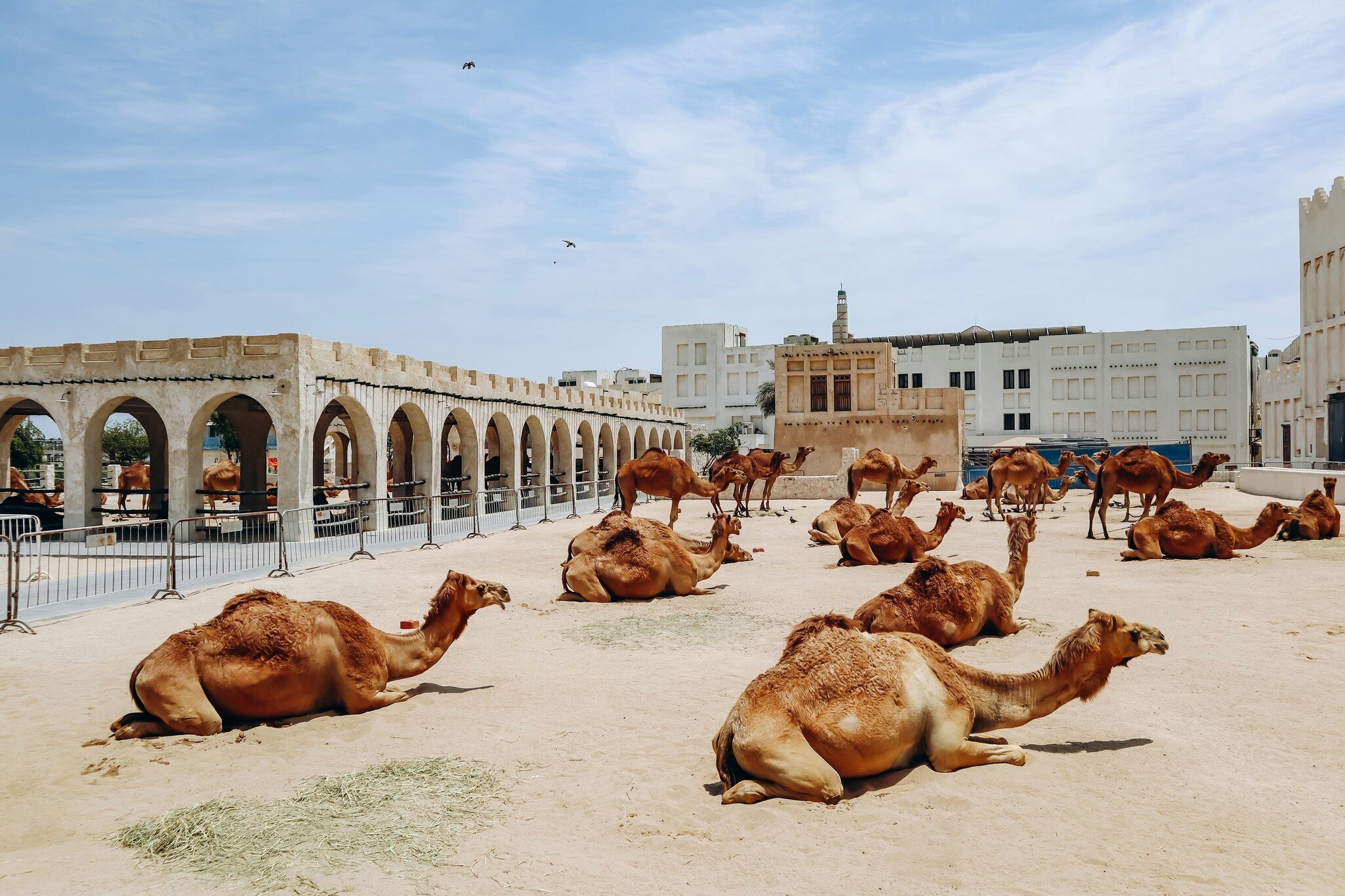 Camels rest on sand beside an arched arcade at the camel pens near Souq Waqif in Doha, Qatar
