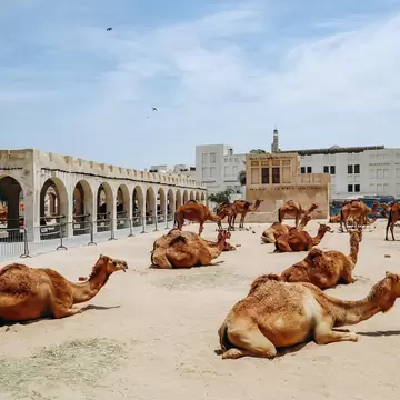 Camels rest on sand beside an arched arcade at the camel pens near Souq Waqif in Doha, Qatar