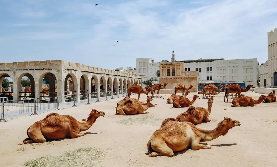 Camels rest on sand beside an arched arcade at the camel pens near Souq Waqif in Doha, Qatar