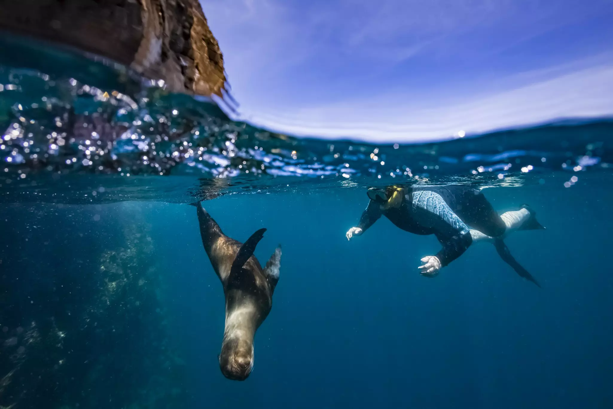 A semi-submerged shot of a man snorkeling on the surface of the ocean, watching a sea lion descend deeper in the the water