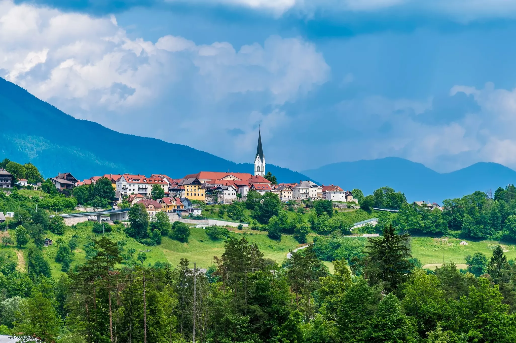 A green forest in Slovenia