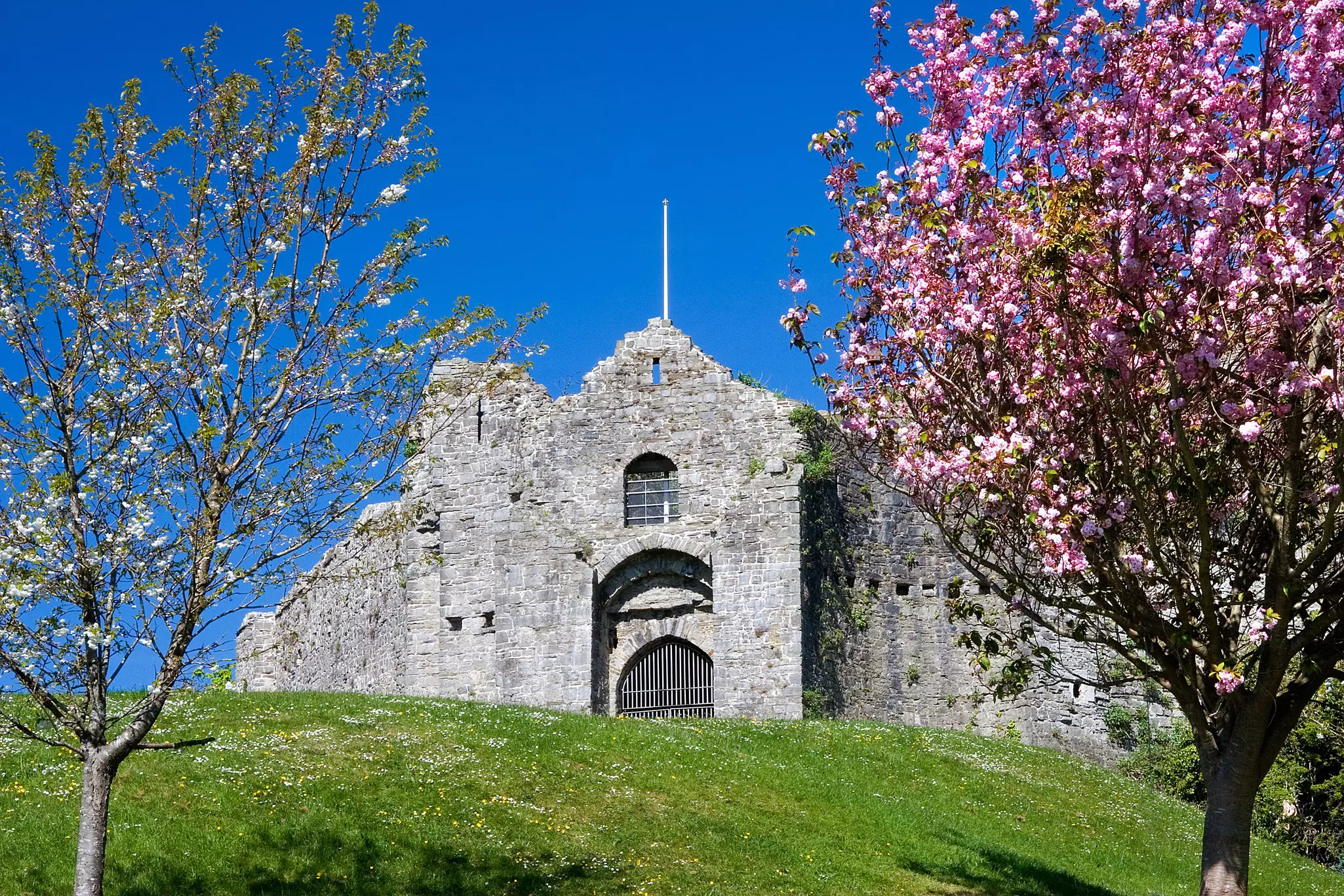 Blossoming trees frame Oystermouth Castle near Mumbles, Gower Peninsula, Wales.
