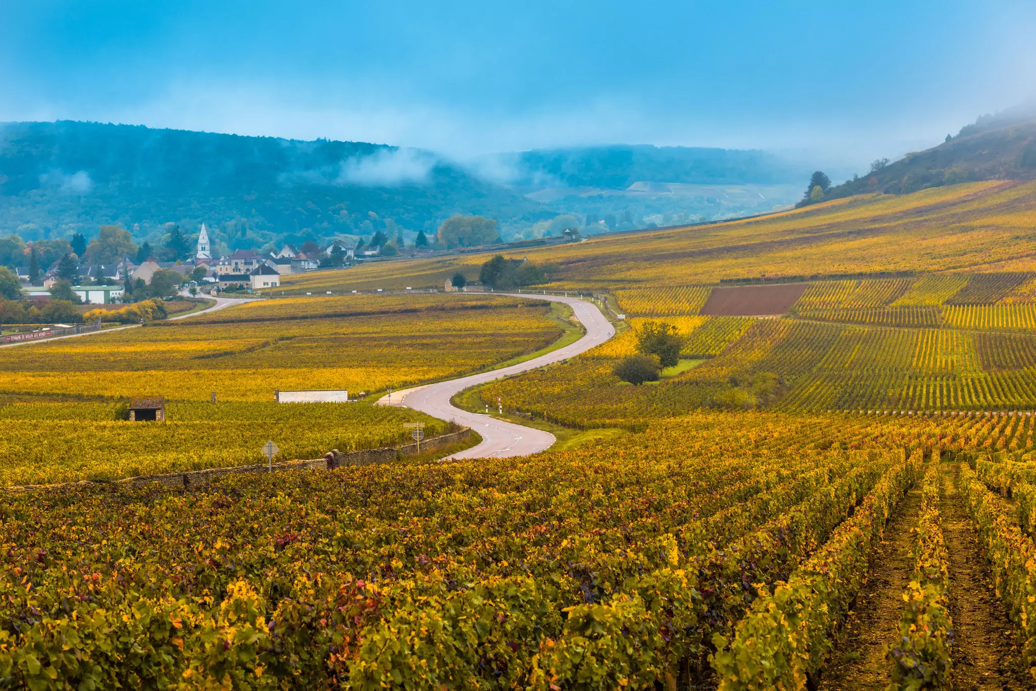 Wine vineyards in the autumn season with forested, mist-covered hills in the distance.