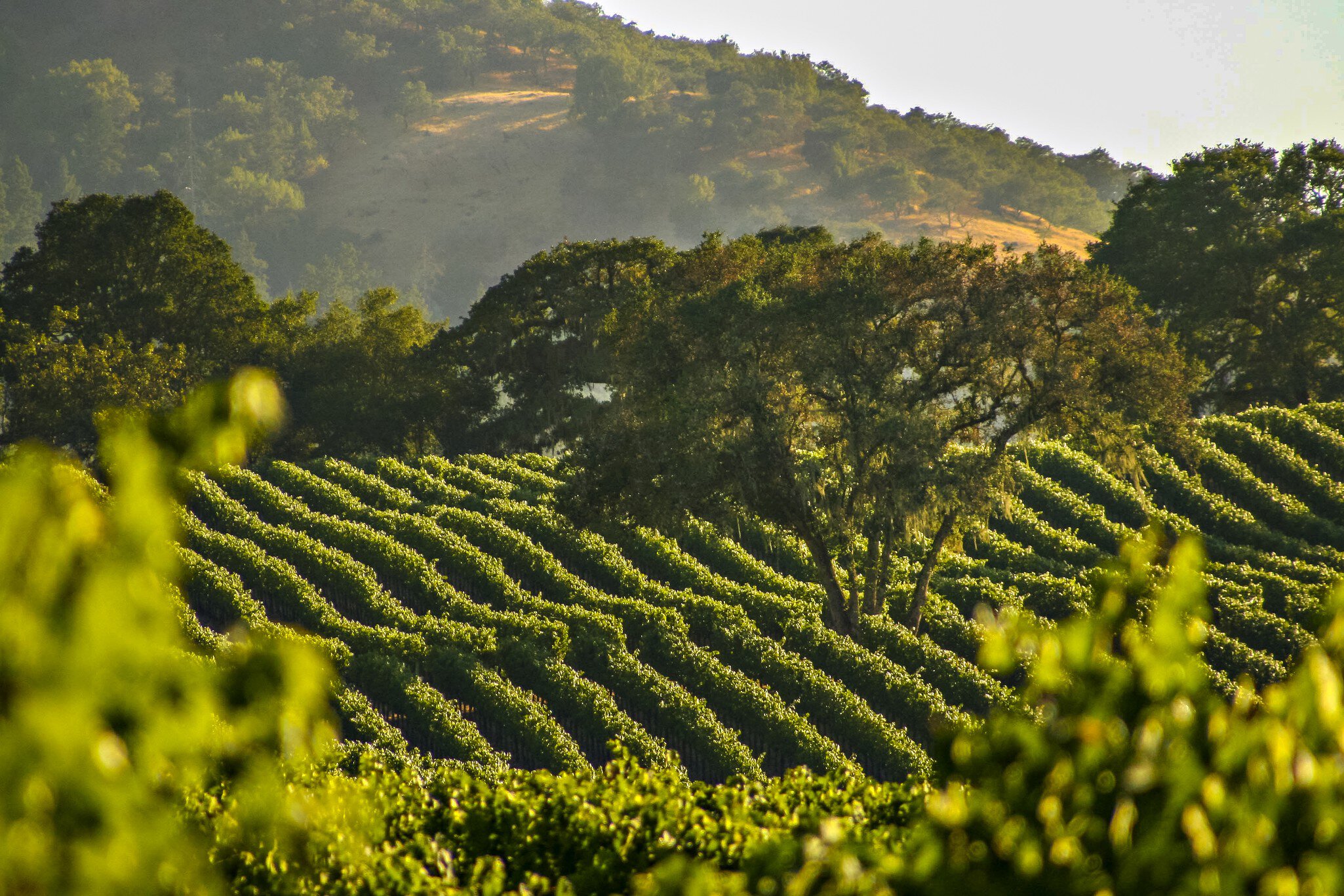 Winemakers in Napa Valley adopted and adapted wines from Tuscany © Kyle Spradley / 500px