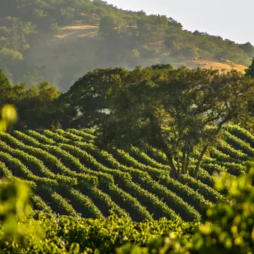 Winemakers in Napa Valley adopted and adapted wines from Tuscany © Kyle Spradley / 500px