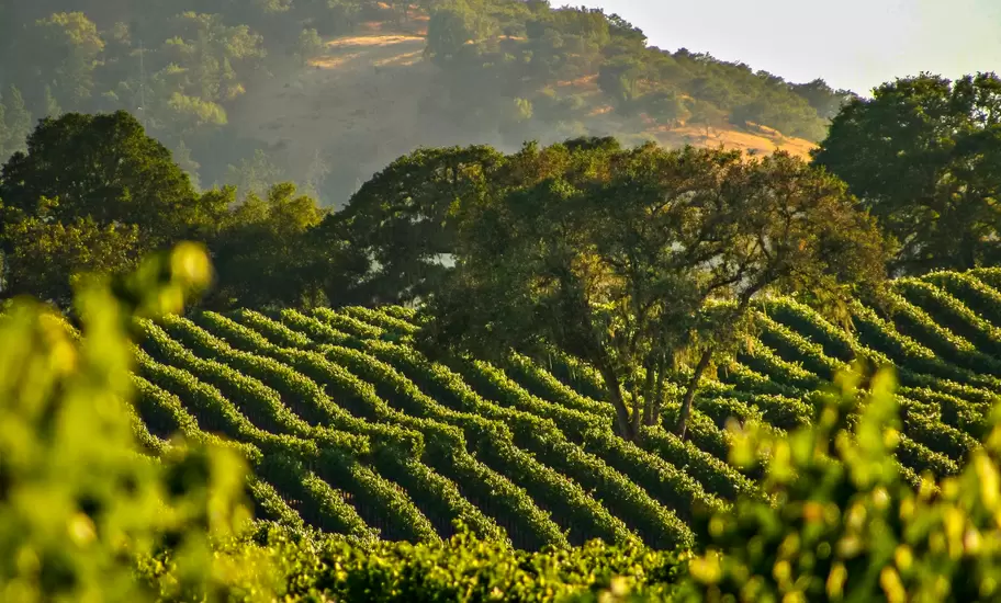 Winemakers in Napa Valley adopted and adapted wines from Tuscany © Kyle Spradley / 500px