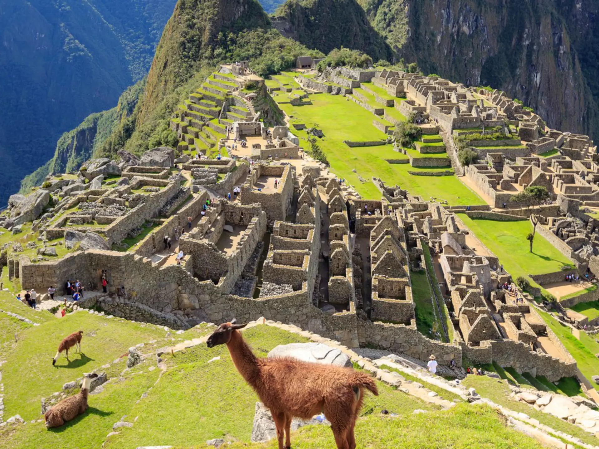 Llama standing at the view point of Machu Picchu, the lost city of the Andes. Machu Picchu is located above the Sacred Valley northwest of Cuzco, Machupicchu, Urubamba, Cusco, Peru.
1669825762
aguas,  america,  ancient,  andes,  archaeological,  archaeology,  archeology,  building,  calientes,  city,  civilization,  cloud,  culture,  cusco,  cuzco,  famous,  green,  heritage,  historic,  history,  inca,  incan,  landmark,  landscape,  latin,  llama,  lost,  macchu,  machu,  mountain,  old,  peru,  peruvian,  picchu,  pichu,  prehistoric,  ridge,  ruin,  scenic,  south,  stone,  terrace,  tourism,  trail,  travel,  unesco,  urubamba,  valley,  wonder,  world,  Animal,  Landmark,  Livestock,  Machu Picchu,  Mammal,  Person,  Sheep