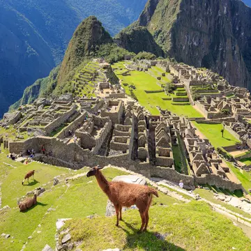 Llama standing at the view point of Machu Picchu, the lost city of the Andes. Machu Picchu is located above the Sacred Valley northwest of Cuzco, Machupicchu, Urubamba, Cusco, Peru.
1669825762
aguas,  america,  ancient,  andes,  archaeological,  archaeology,  archeology,  building,  calientes,  city,  civilization,  cloud,  culture,  cusco,  cuzco,  famous,  green,  heritage,  historic,  history,  inca,  incan,  landmark,  landscape,  latin,  llama,  lost,  macchu,  machu,  mountain,  old,  peru,  peruvian,  picchu,  pichu,  prehistoric,  ridge,  ruin,  scenic,  south,  stone,  terrace,  tourism,  trail,  travel,  unesco,  urubamba,  valley,  wonder,  world,  Animal,  Landmark,  Livestock,  Machu Picchu,  Mammal,  Person,  Sheep