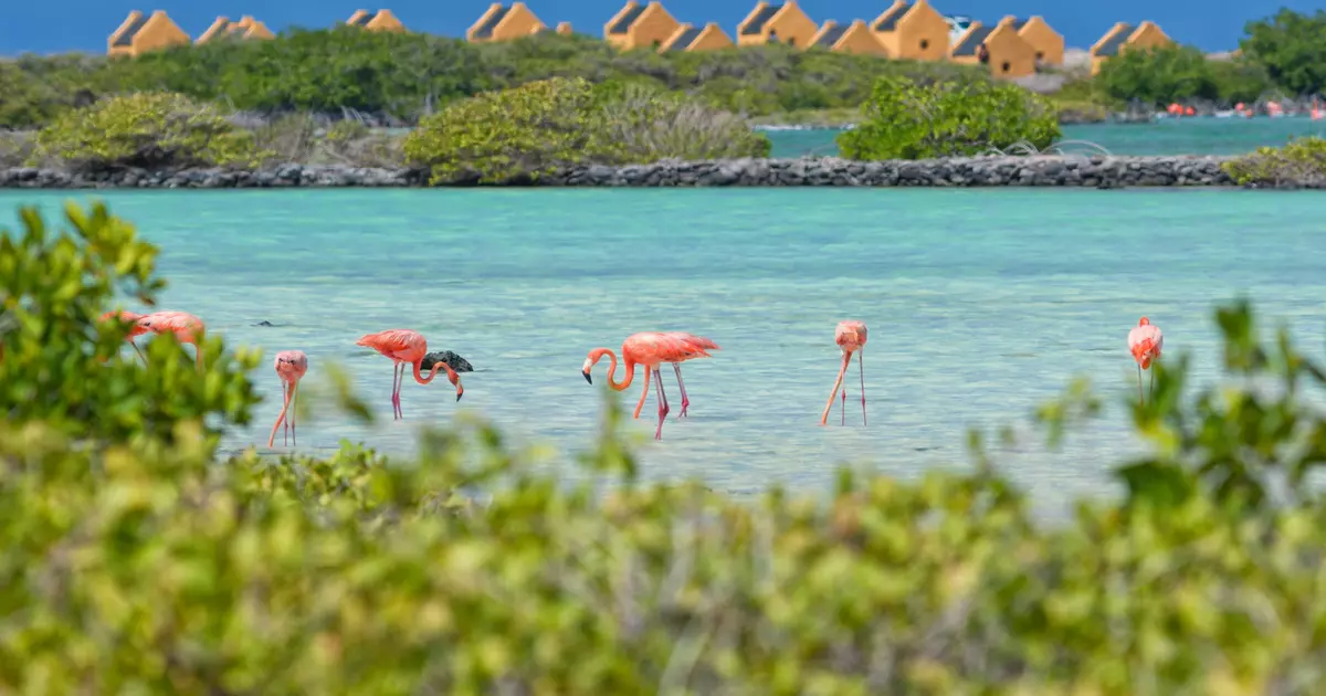 A first-time guide to Bonaire - Lonely Planet