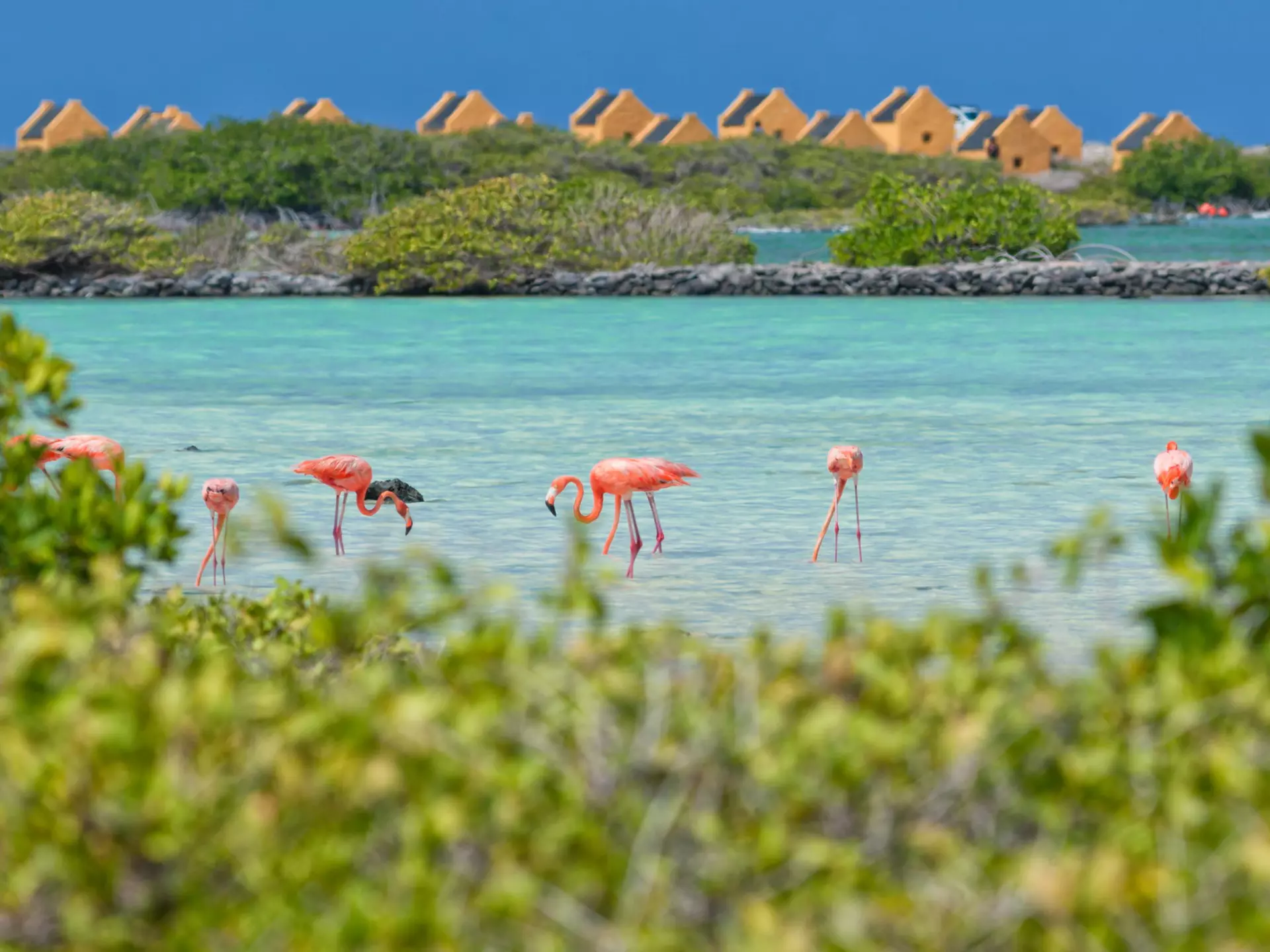 Flamingos wade in a shallow pool surrounded by greenery in a tropical location. Yellow houses are in the distance.