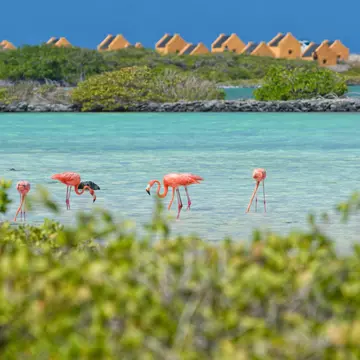 Flamingos wade in a shallow pool surrounded by greenery in a tropical location. Yellow houses are in the distance.