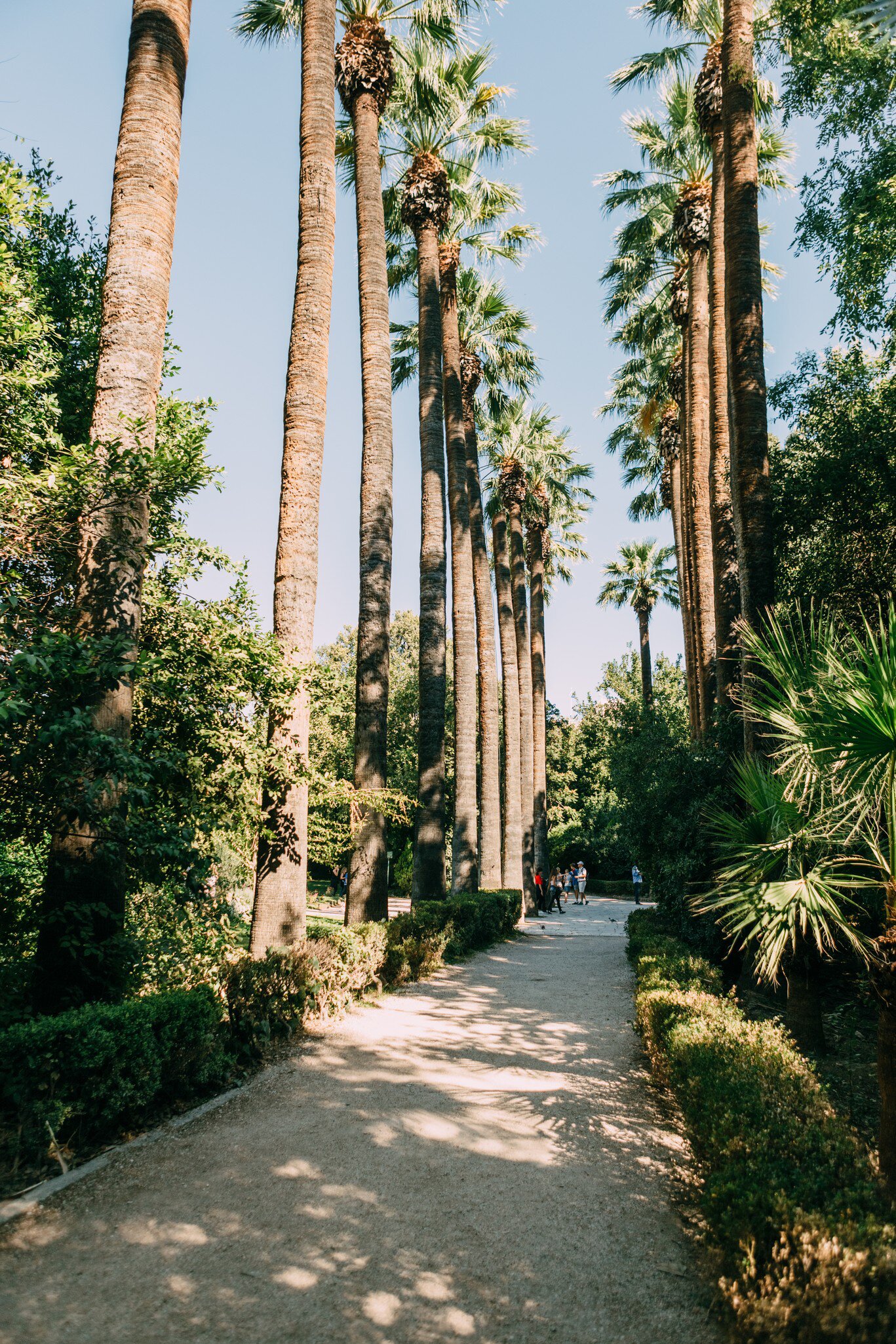 A path underneath the palm trees inside the National Garden of Athens.