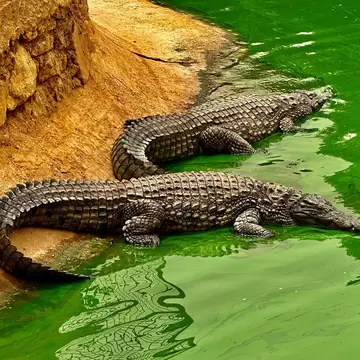 Two large crocodiles lying on a sandy bank with their snouts in bright green water, Agadir, Morocco