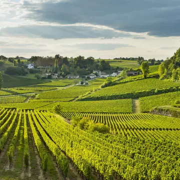 Some of the top wineries in the world are just a short ride by car or train from central Bordeaux. Justin Foulkes for Lonely Planet