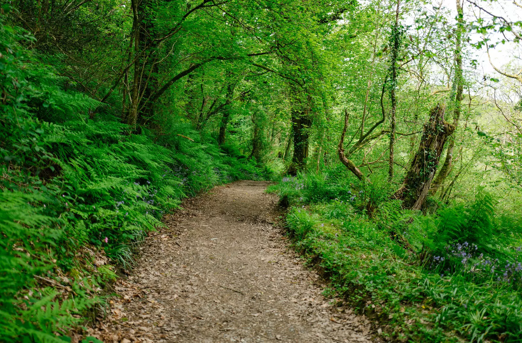Glyndŵr’s Way is remote but never truly wild, leading through fields and clumps of woodland © Helen Rushbrook / Stocksy United