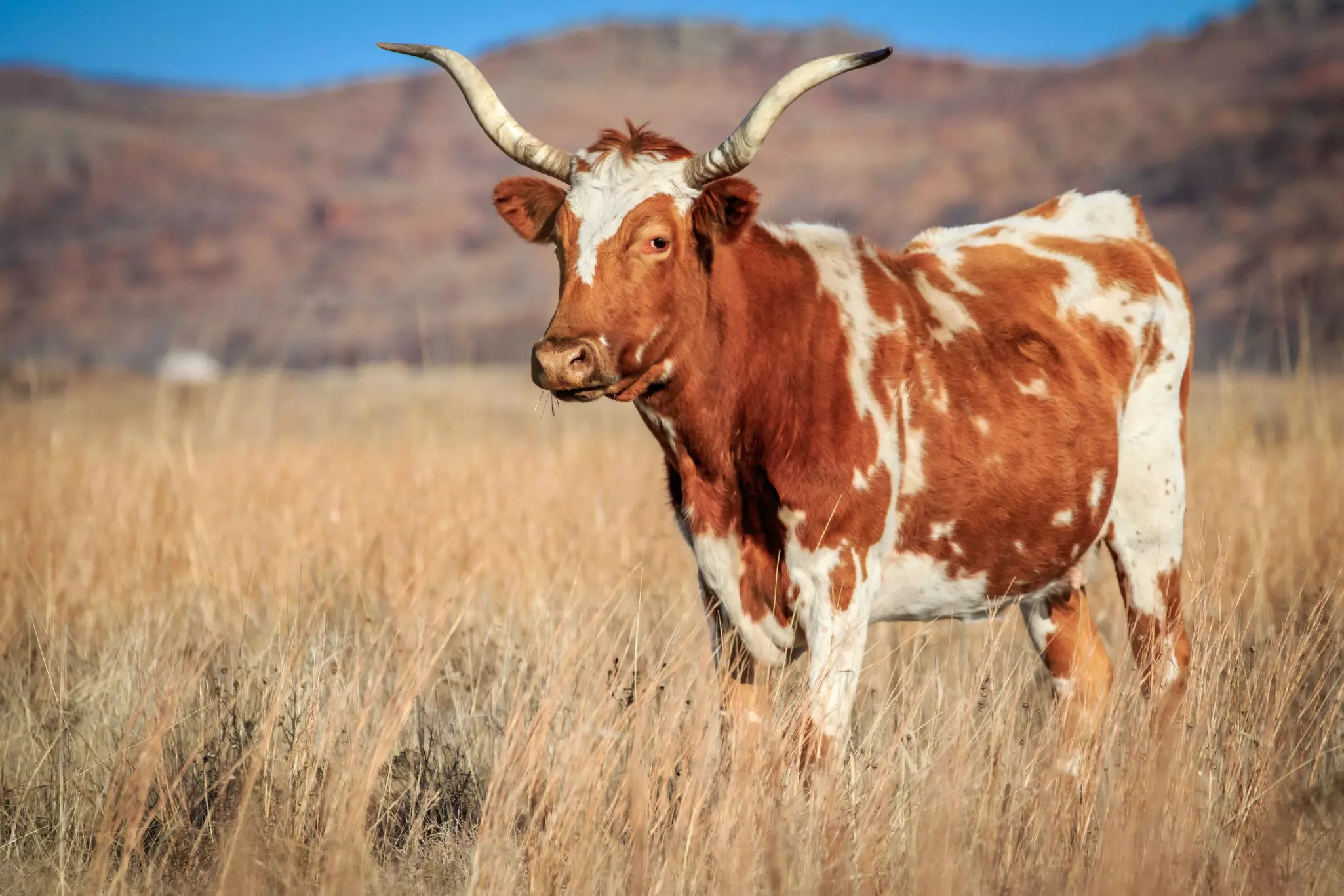 A wild longhorn (Bos taurus) cow on the prairie in the Wichita Mountains Wildlife Refuge in Oklahoma