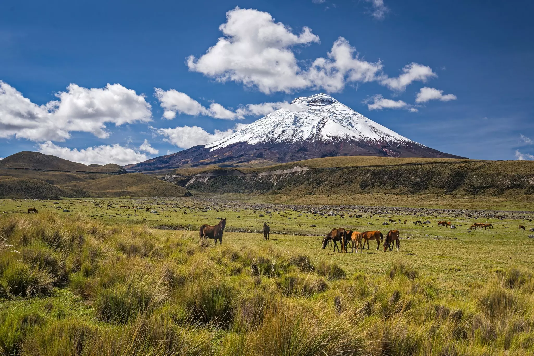 Herd of wild horses grazing and roaming freely at about 3,800 meters asl on the high plain of Cotopaxi national park with the Cotopaxi volcano as a backdrop.W