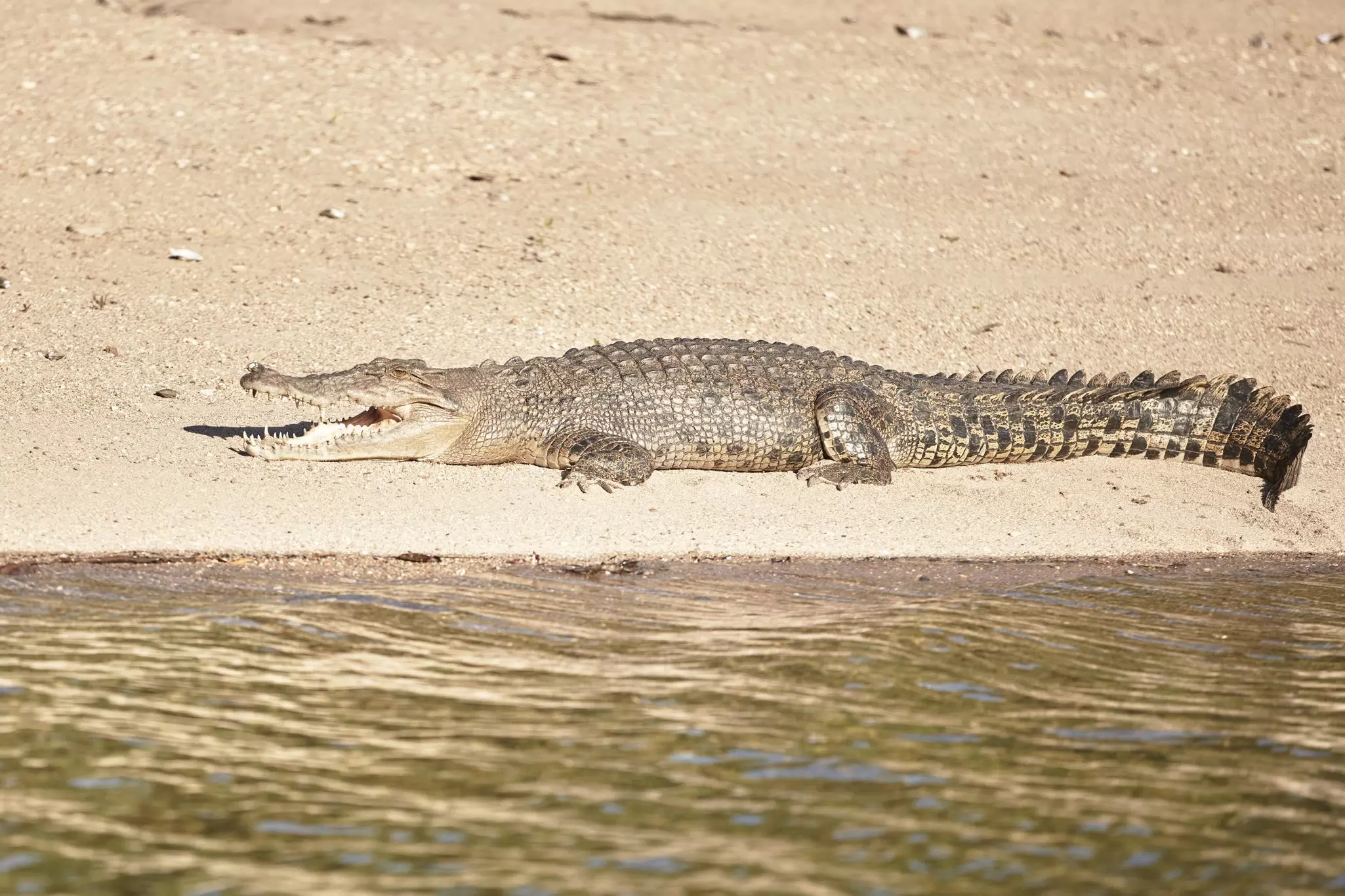 View of a saltwater crocodile on banks of the Daintree River in Australia.