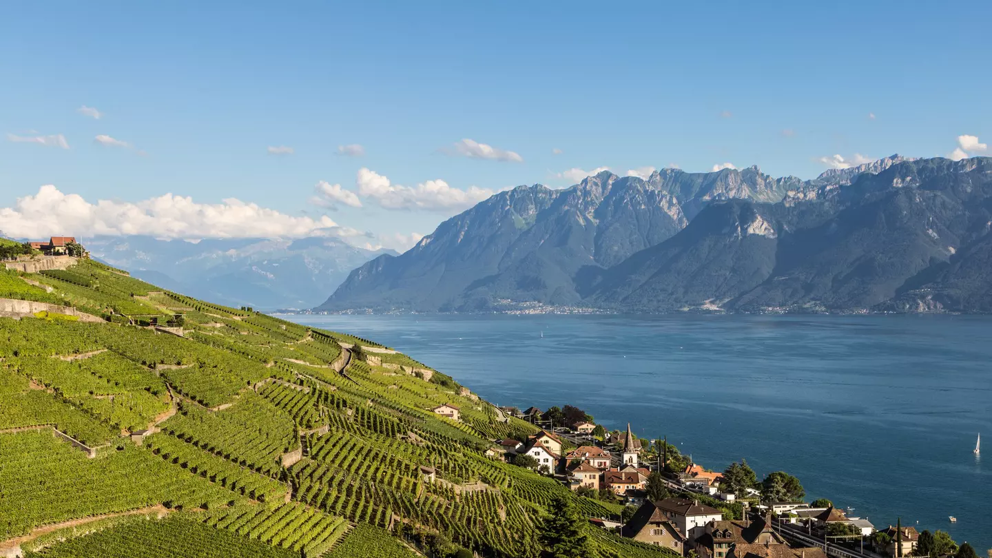 Vineyards stretching down a hillside towards a village beside a lake