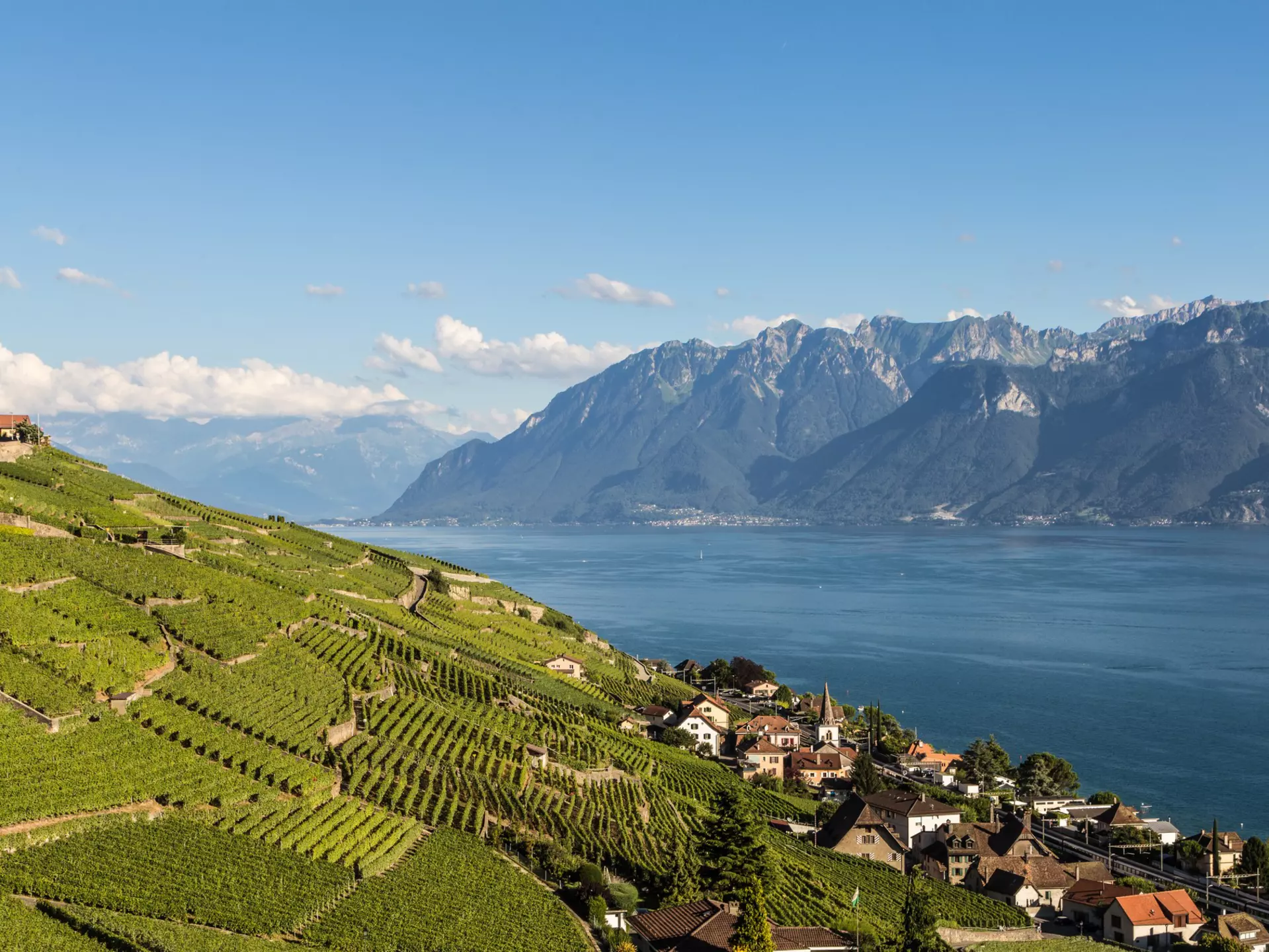 Vineyards stretching down a hillside towards a village beside a lake