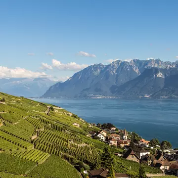 Vineyards stretching down a hillside towards a village beside a lake