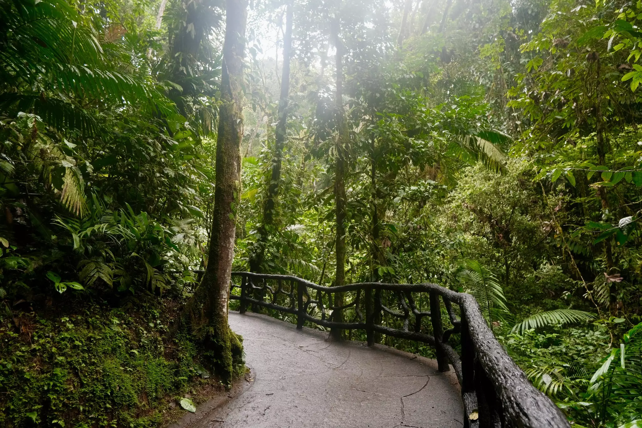 Views of the paved pathways and hanging bridges at Mistico Park, in La Fortuna Costa Rica.