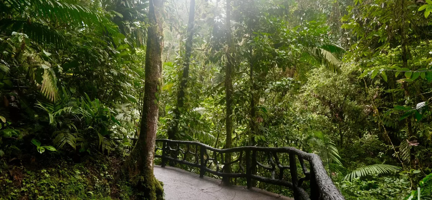 An accessible cement pathway in a jungle with wooden handrails