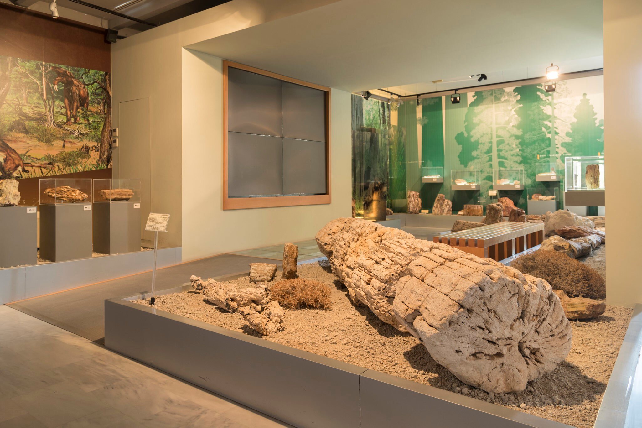 The petrified remains of ancient trees at the Natural History Museum of the Lesvos Petrified Forest.