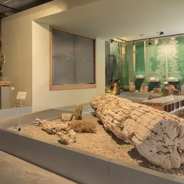 The petrified remains of ancient trees at the Natural History Museum of the Lesvos Petrified Forest.