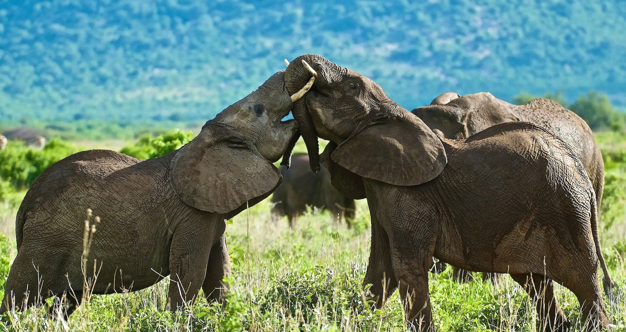 Two young elephants from the herd play to test their strength, Ruaha National Park, Tanzania