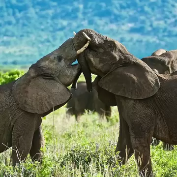 Two young elephants from the herd play to test their strength, Ruaha National Park, Tanzania