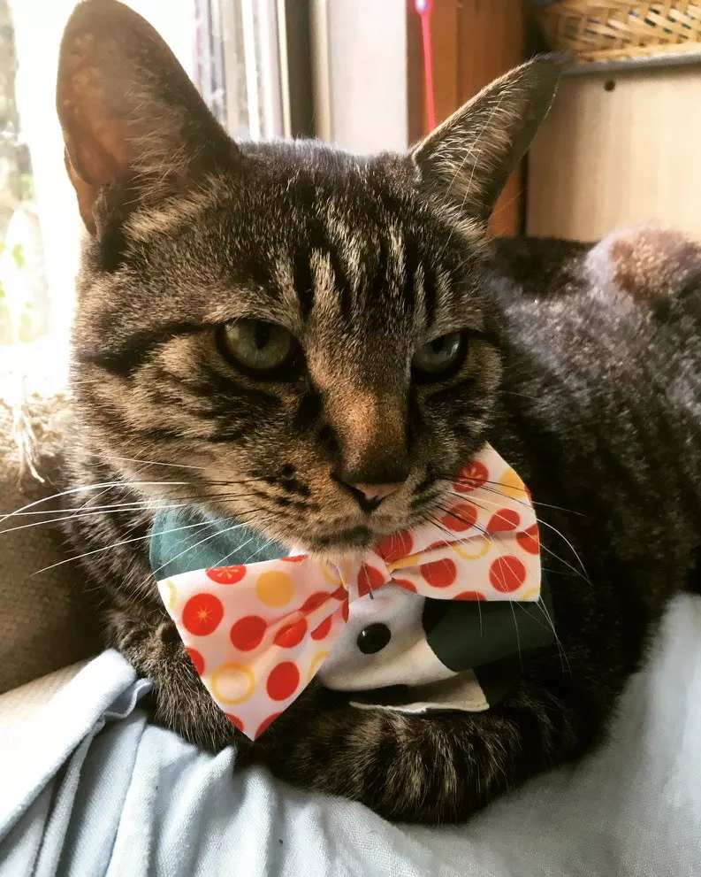 Destination Editor Selena's cat, Leo, who she picked up in Yamanashi, Japan.