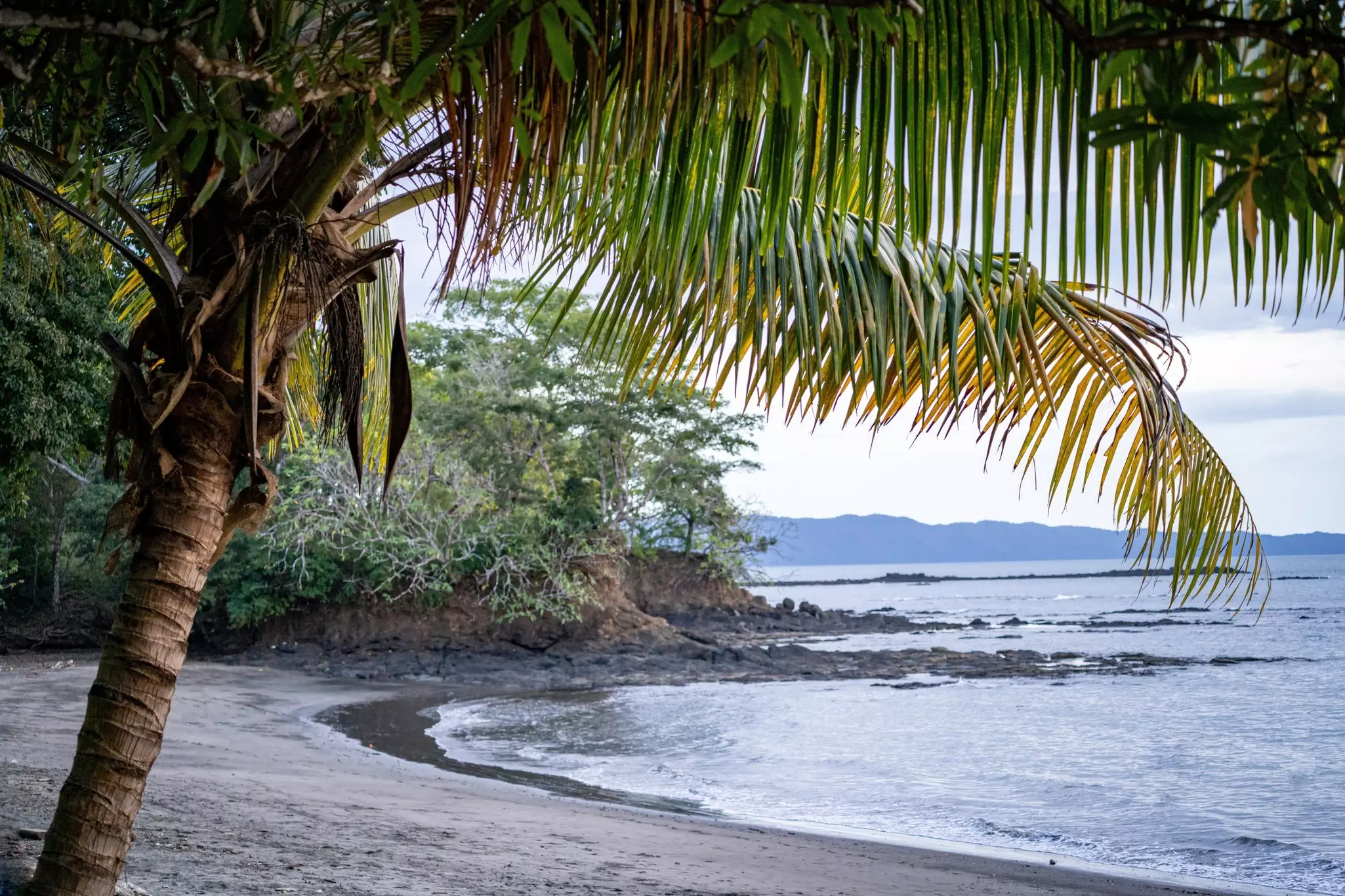 A large palm is pictured in front of a curving beach.