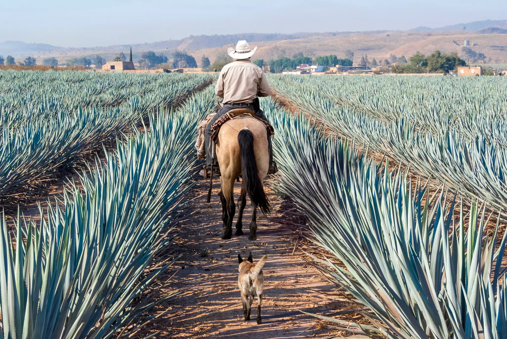 Farmer on his horse walking in his agave field being followed by a little dog