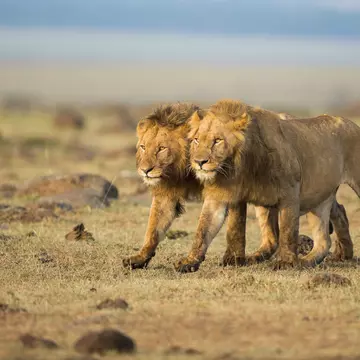 A pair of lions cross the Masai Mara in Kenya. Massimo Mei/Getty Images