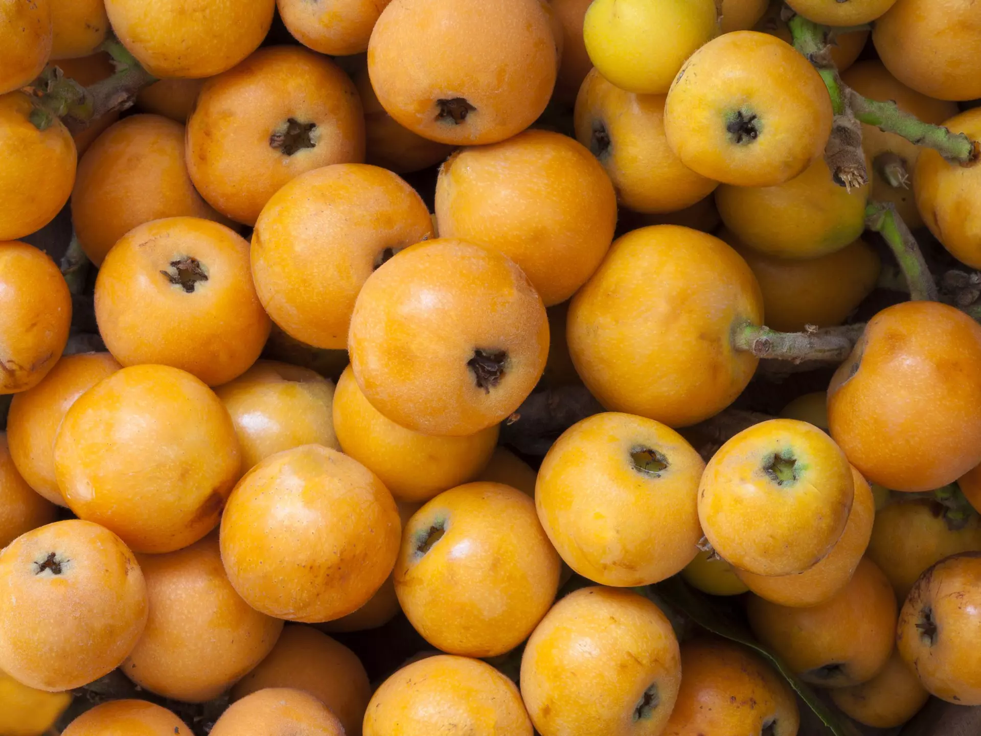 fresh loquats
538577574
Loquat, Healthy Eating, No People, Seasoning, Small Group of Objects, Large Group of Objects, Group of Objects, Vegetarian Food, Gourmet, Copy Space, Raw Food, Organic, Color Image, Harvesting, Snack, Backgrounds, Freshness, Growth, Yellow, Orange Color, Green Color, Full, Heap, Agriculture, Food And Drink, Nature, Selective Focus, Outdoors, Full Frame, Still Life, Horizontal, Close-up, Fruit, Leaf, Lush Foliage, Seed, Ripe, Tree, Springtime, Sweet Food, Food, Vegan Food
Loquat Fruit