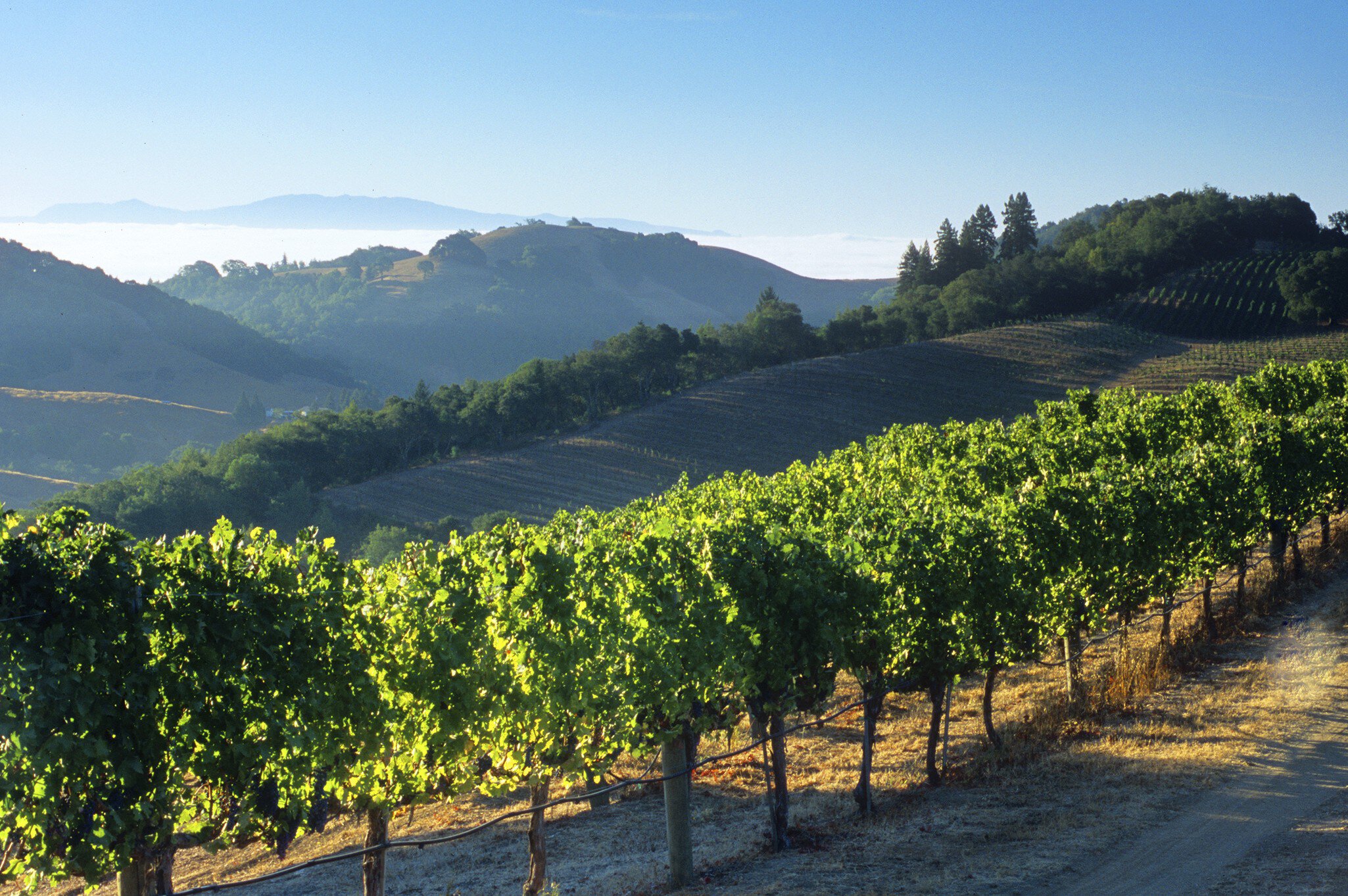 Napa Valley Vineyards and Fog