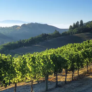 Napa Valley Vineyards and Fog