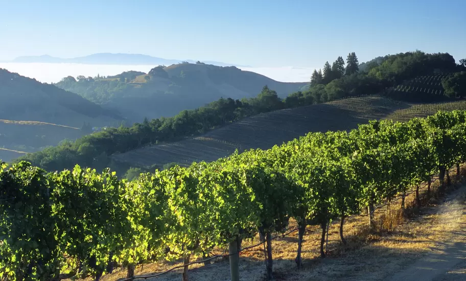 Rows of grapevines on a sunlit hillside in Napa Valley wine country, with fog filling the valleys beyond