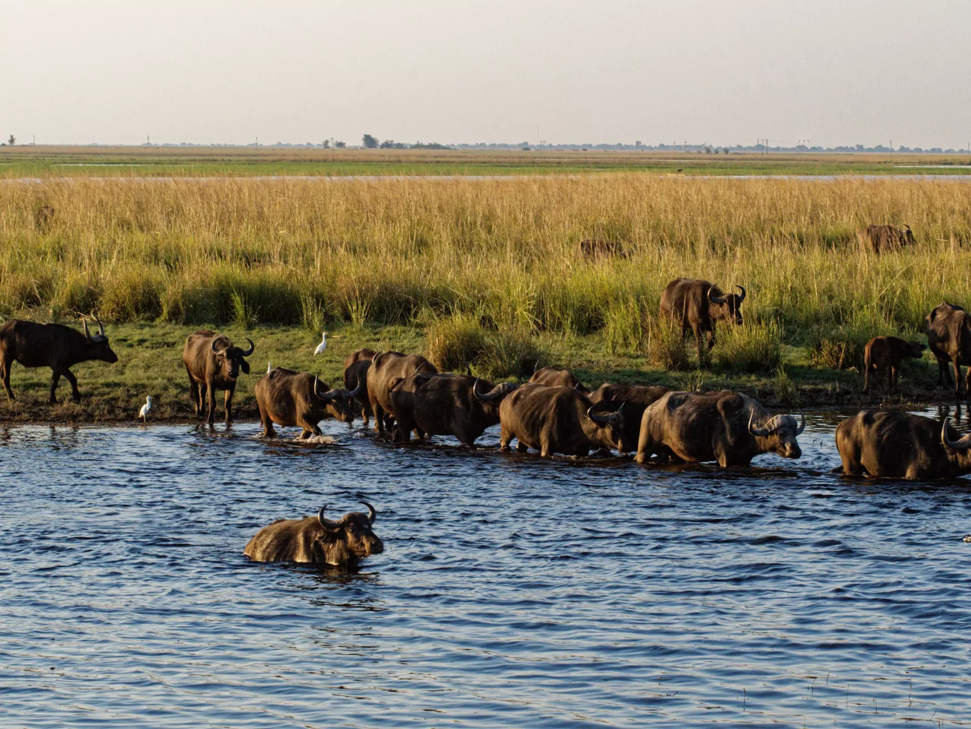 GettyImages-1531651320.jpg
A large herd of buffalo crosses the Chobe river,  with the Botswana savannah in the background
