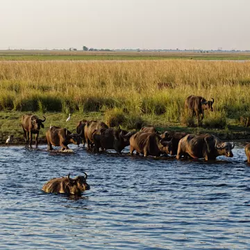 GettyImages-1531651320.jpg
A large herd of buffalo crosses the Chobe river,  with the Botswana savannah in the background