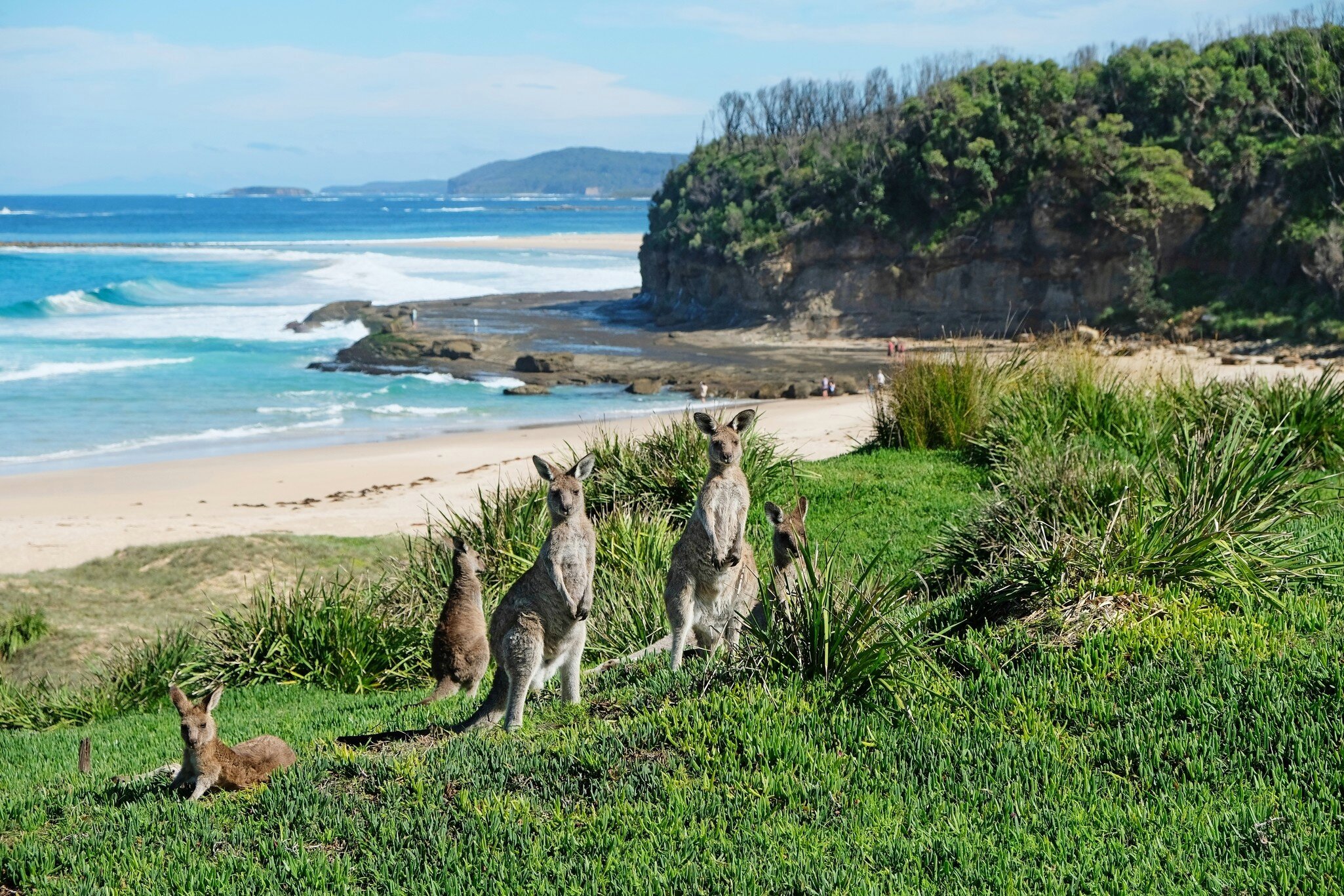 A group of kangaroos stands near a beach ringed by cliffs