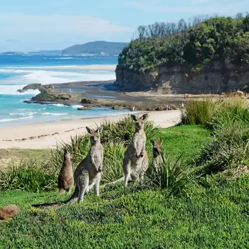 A group of kangaroos stands near a beach ringed by cliffs