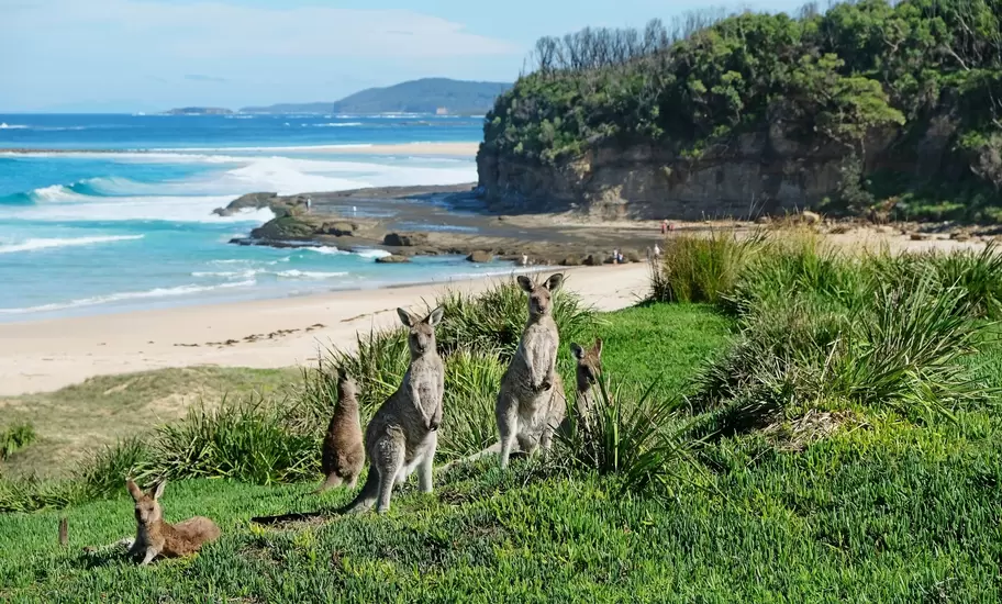 A group of kangaroos stands near a beach ringed by cliffs