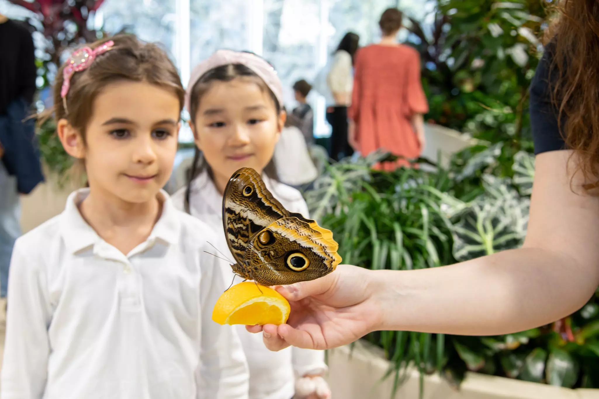 Beautiful butterflies flitter about in the Davis Family Butterfly Vivarium © Denis Finnin / AMNH