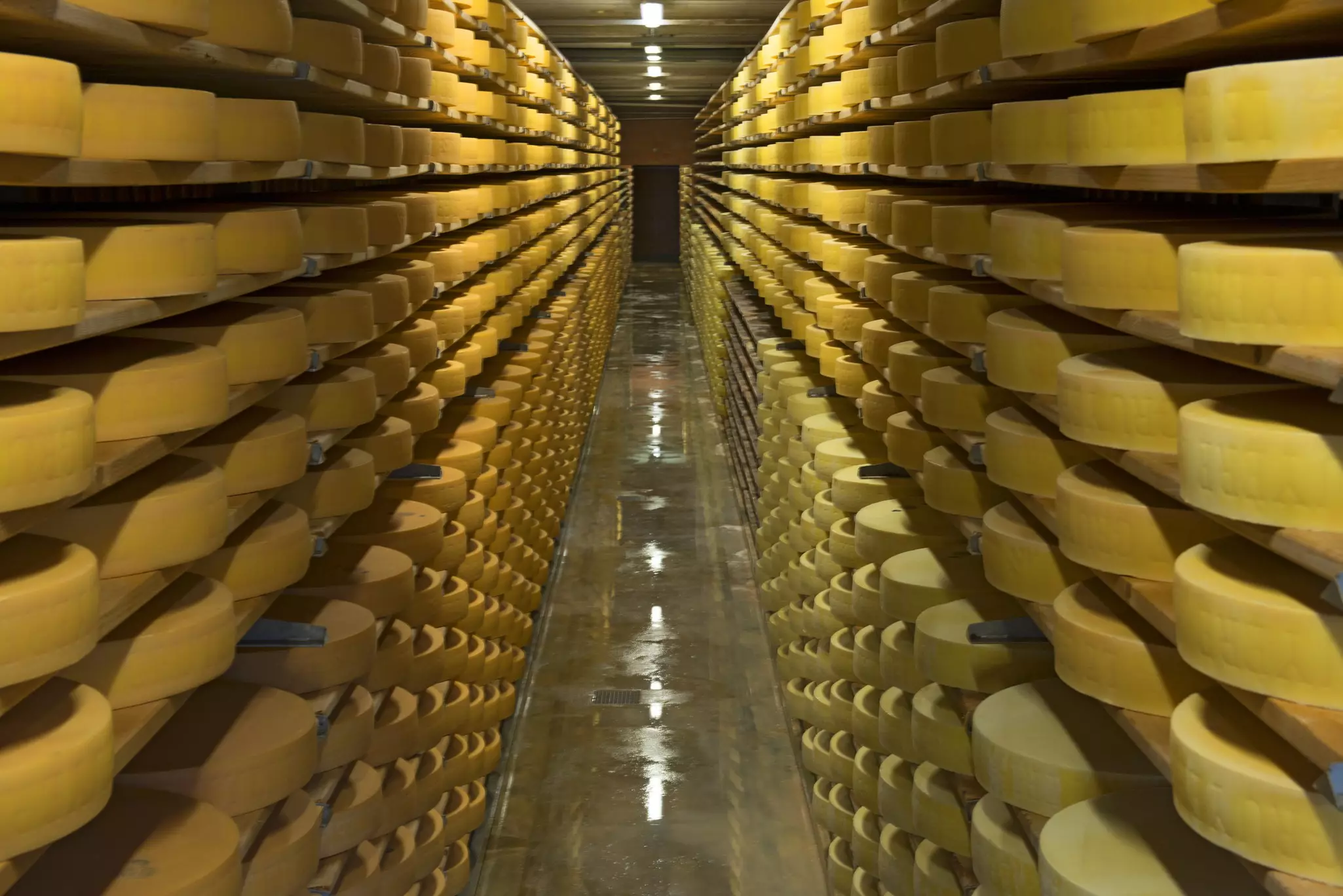  Rolls of cheese in coolroom at Fromagerie d’Alpage, Moleson.